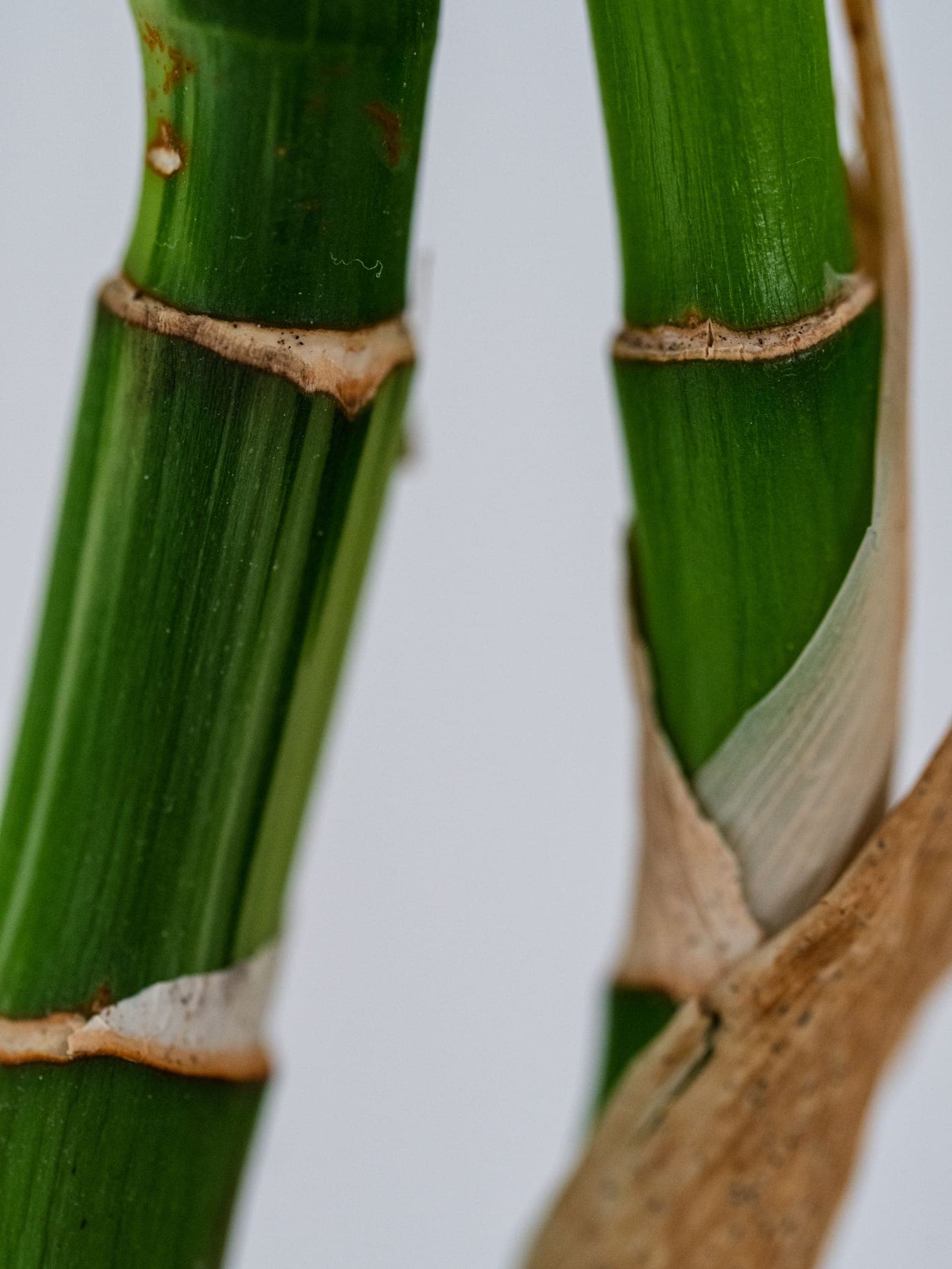 Bamboo culms, close