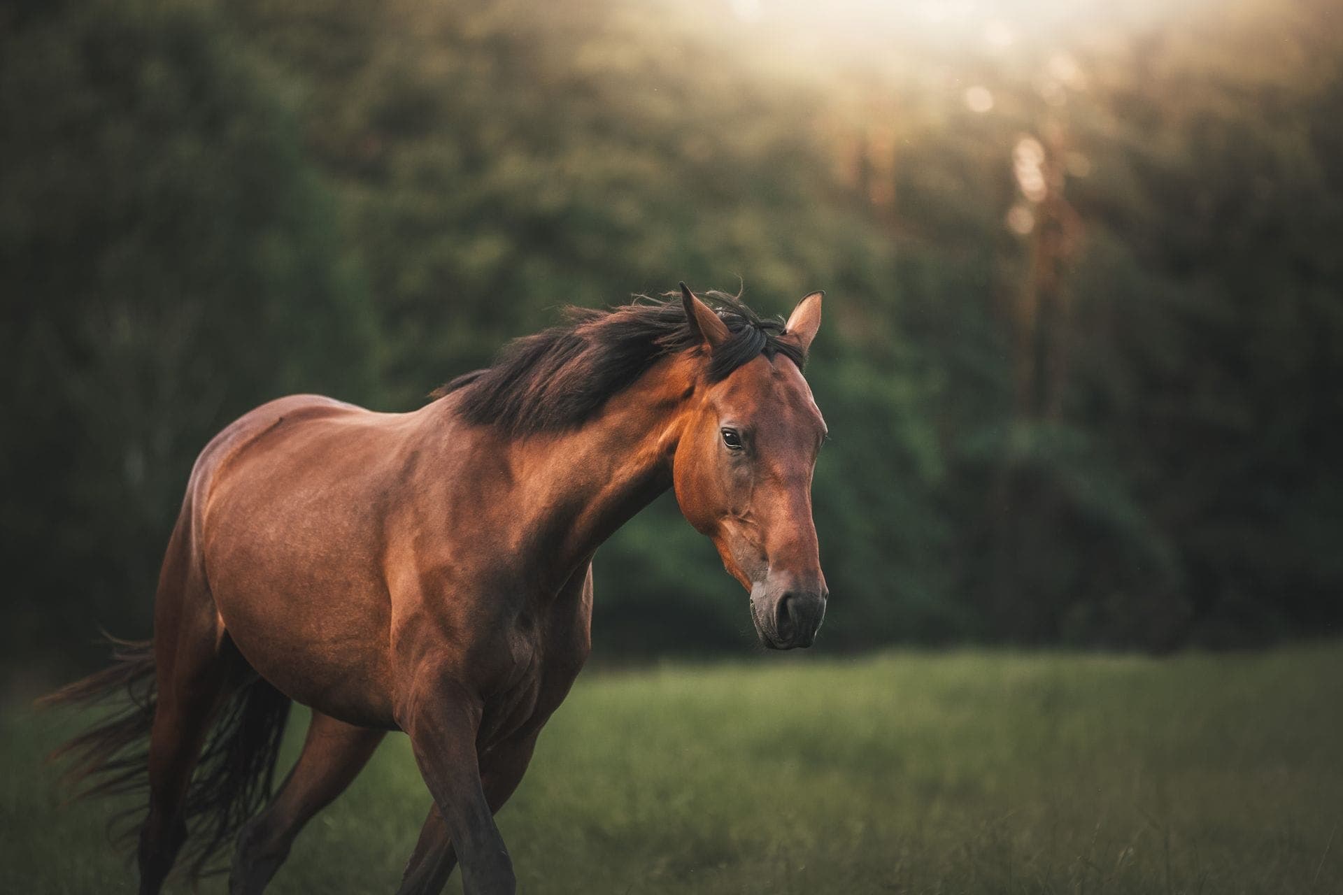 A horse crossing a field at dusk
